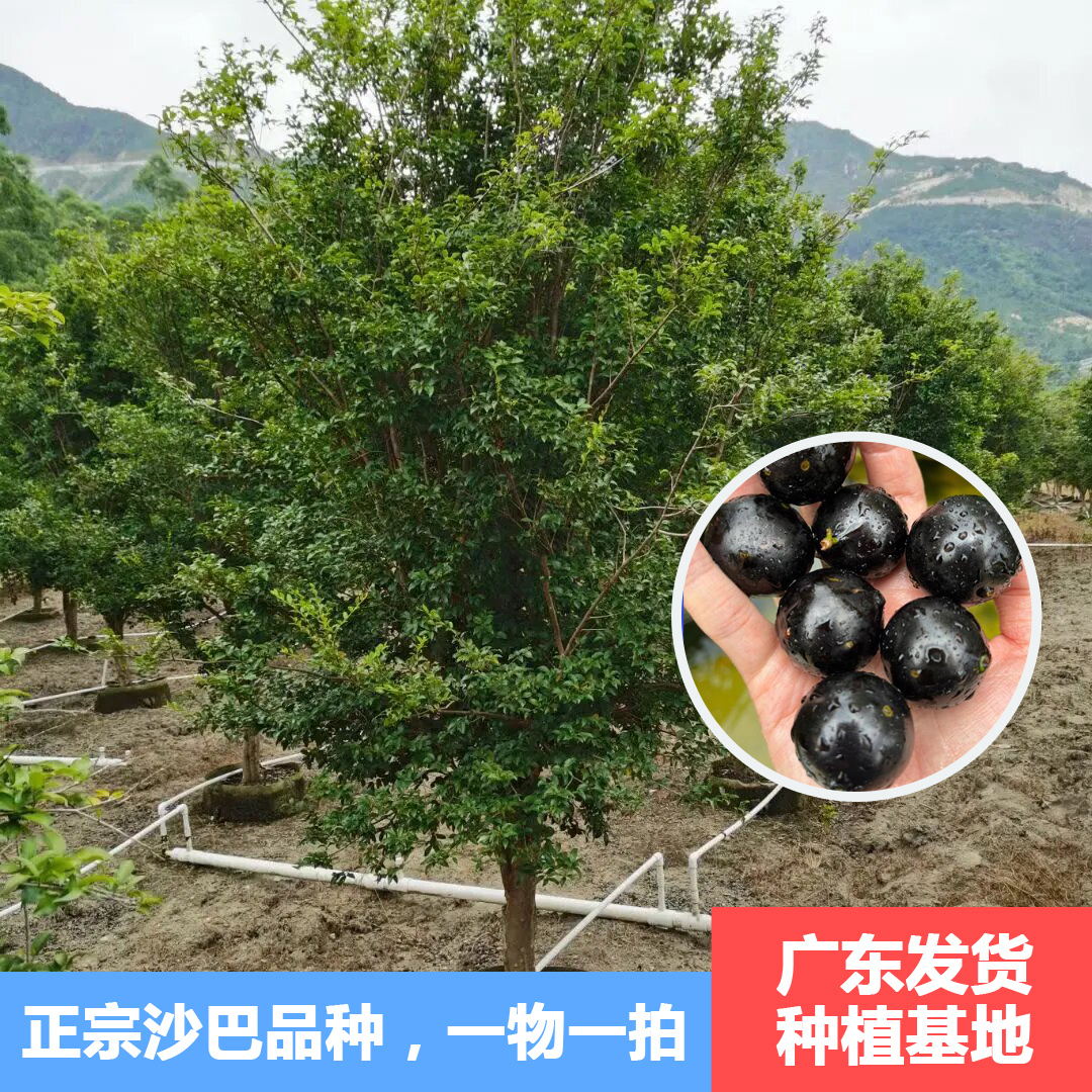 【一物一拍】沙巴嘉宝树15年以上