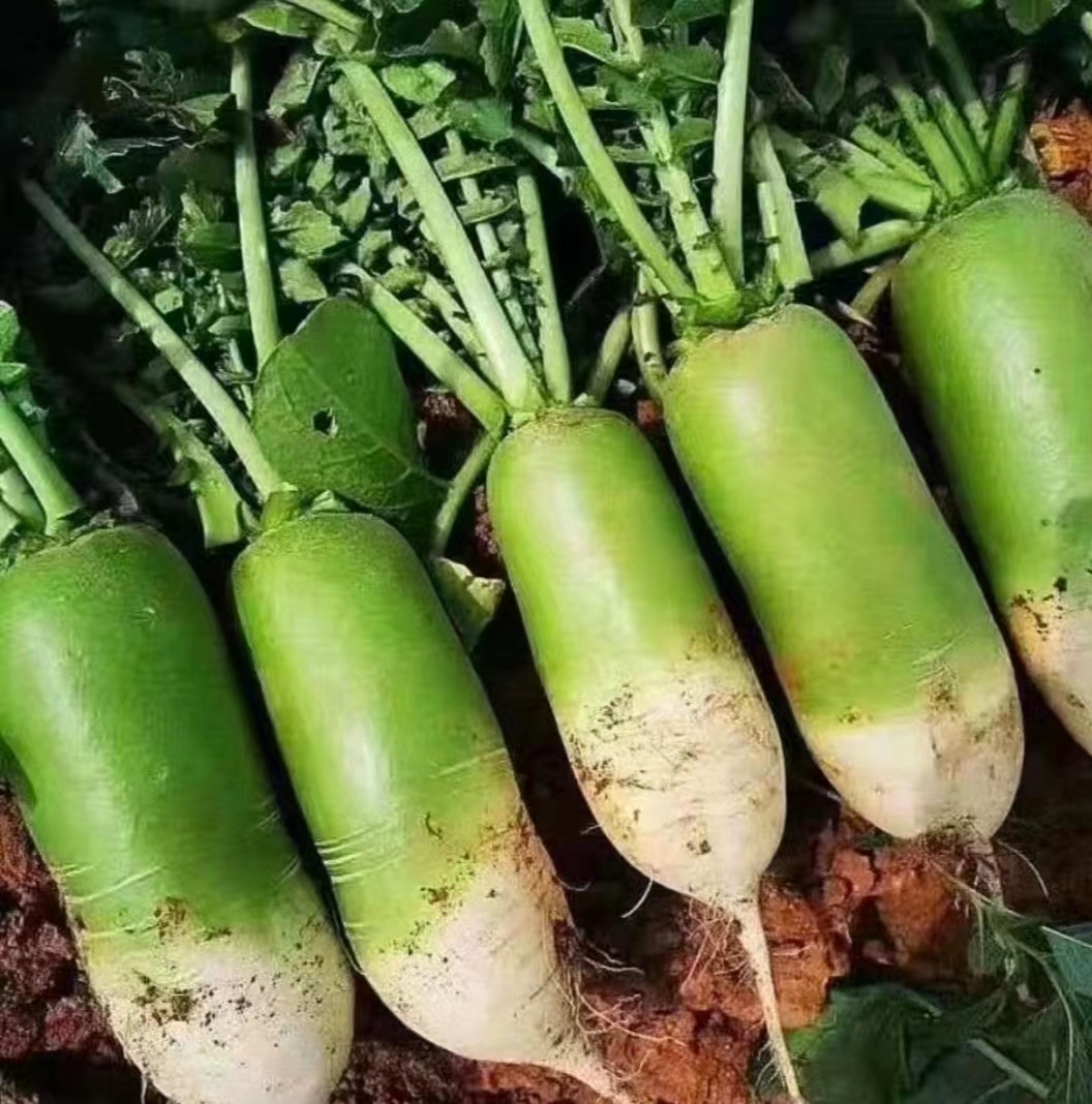 2025年河南农家自种露天青萝卜5斤装包邮
