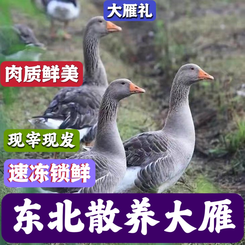 【无赠品】东北散养大雁6-10斤