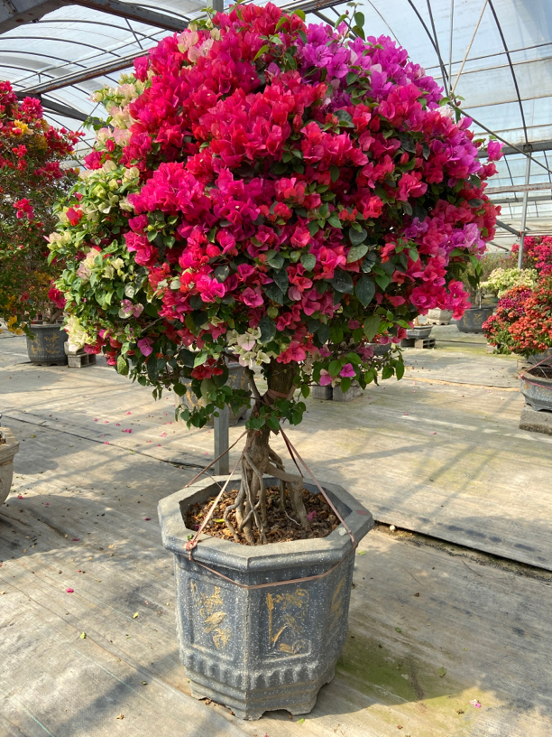 老桩多色三角梅一物一拍