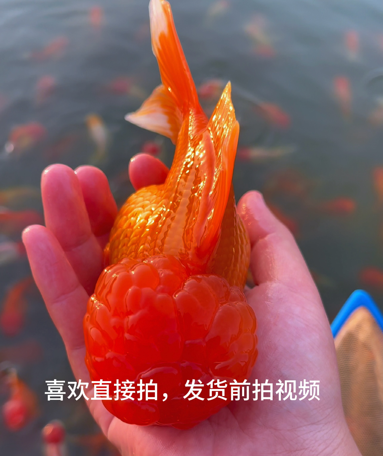 红头红狮黑红龙睛猫狮冷水金鱼观赏鱼