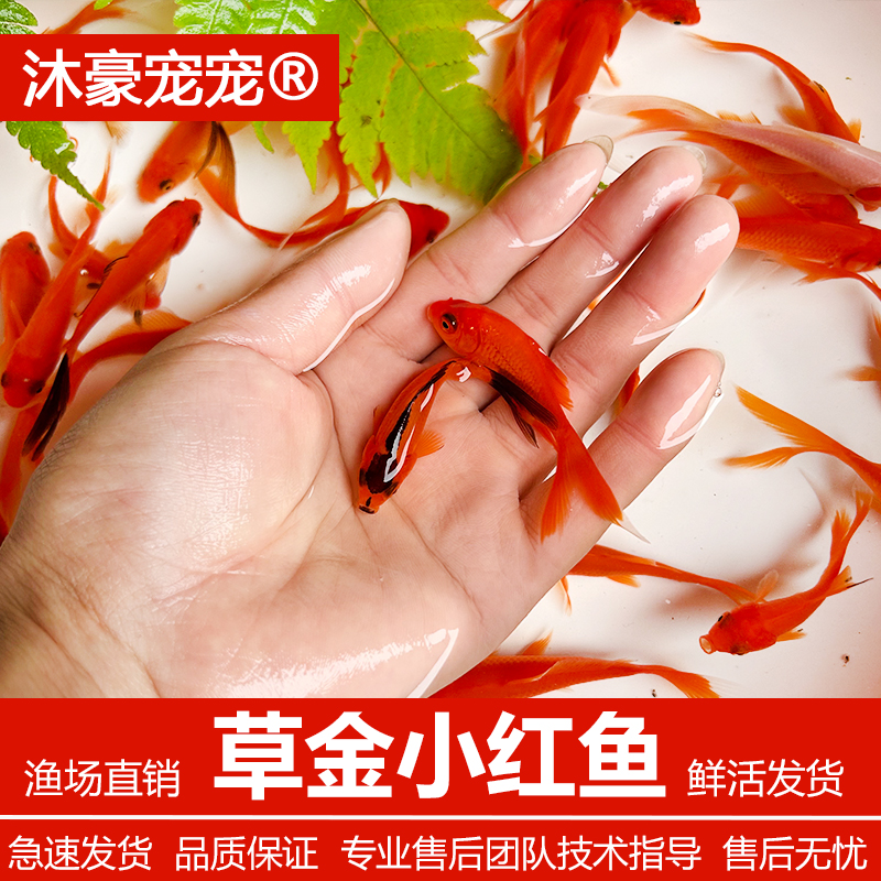 沐豪宠宠草金鱼小红鱼小金鱼观赏鱼冷水鱼新手鱼好养耐活淡水鱼