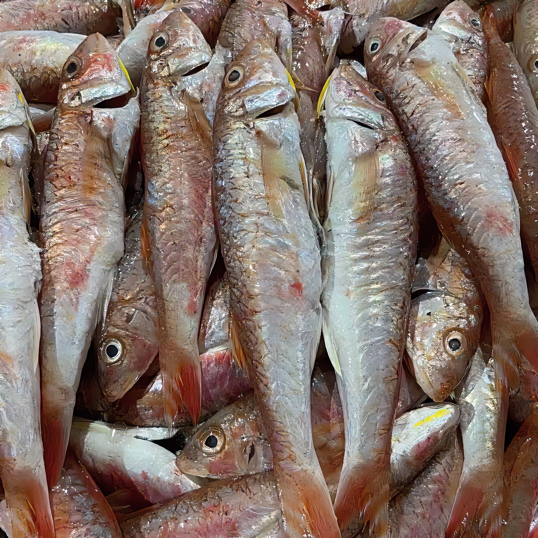 惠来神泉港 野生红鱼 5斤装！