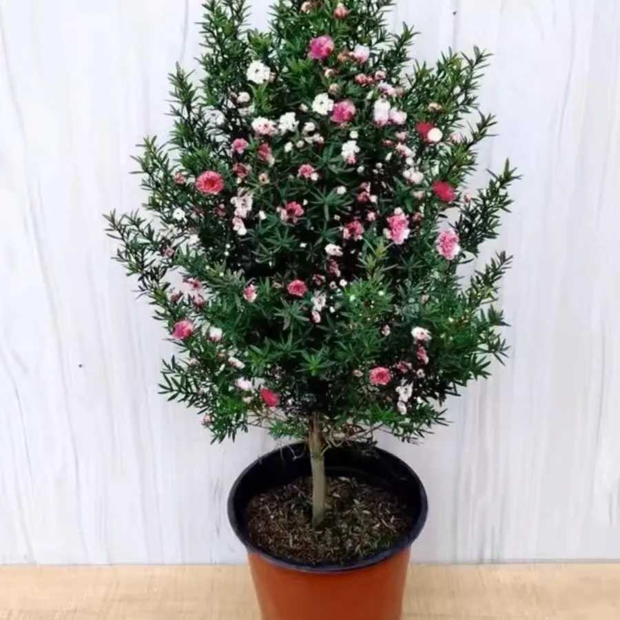 松红梅 一树多色 花期长 耐寒耐热