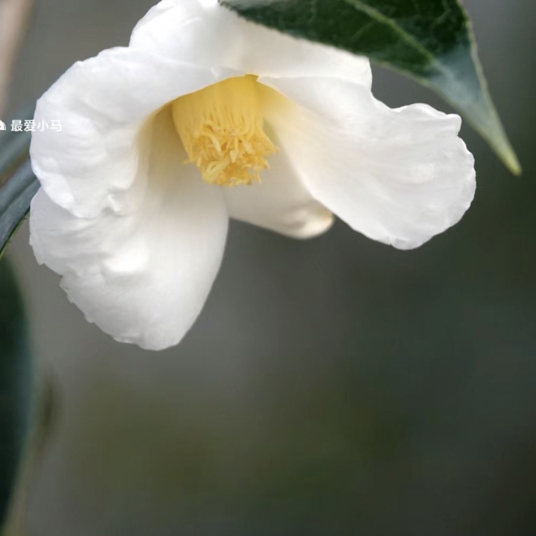 日系茶花 白侘助