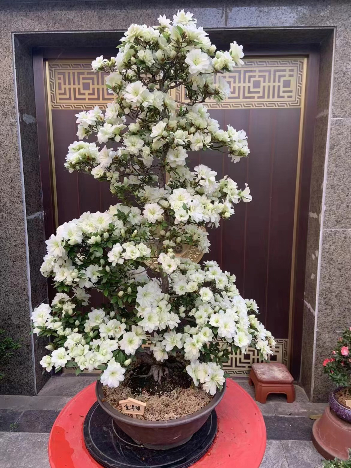 日系罕见品种杜鹃 金泽亚