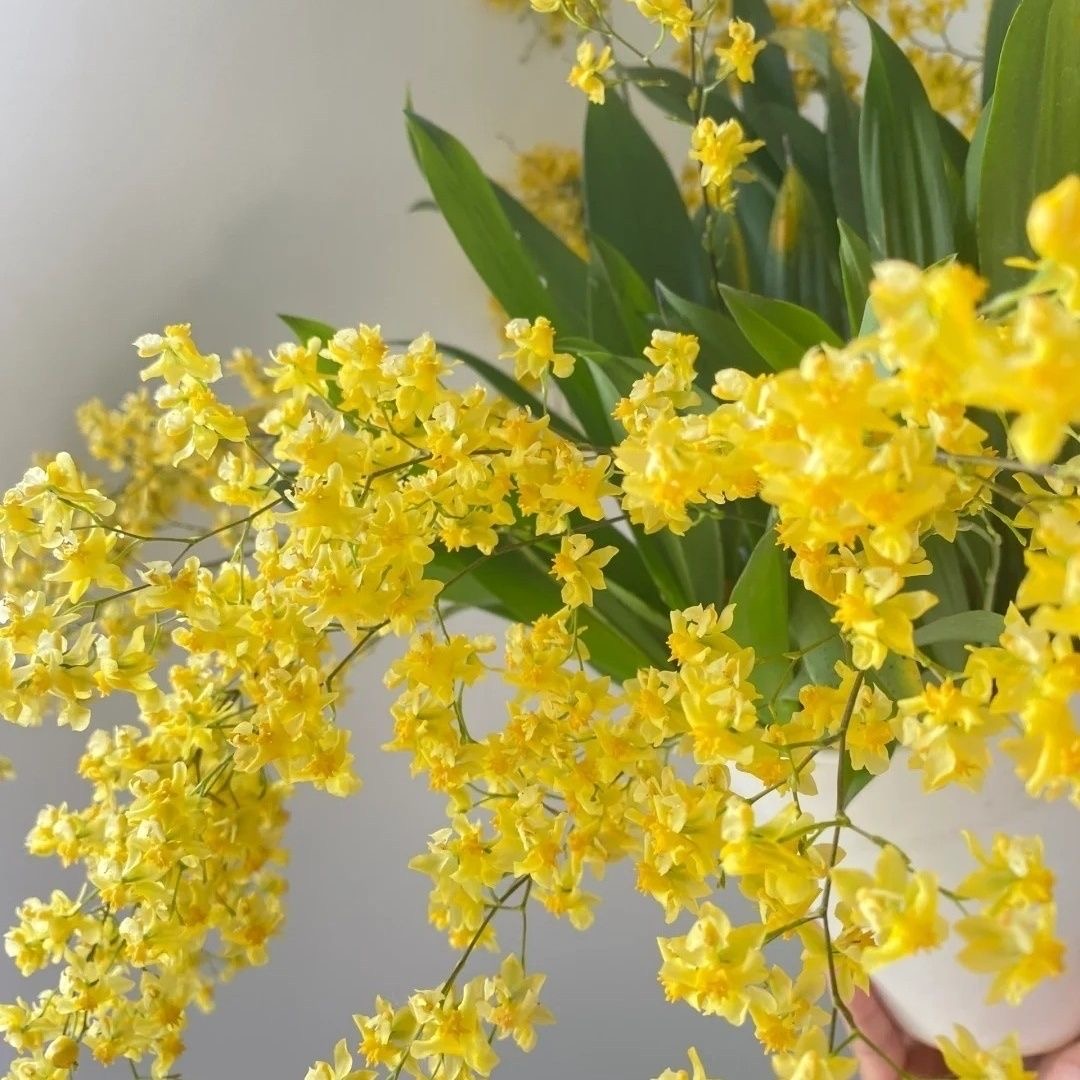 【金黄色】保5个花剑梦香兰文心兰盆栽浓香型带花苞室内好养年宵花