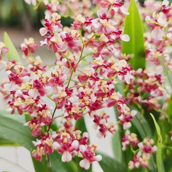 【七彩锦鲤】梦香兰文心兰盆栽浓香型带花苞年宵花保5支花剑