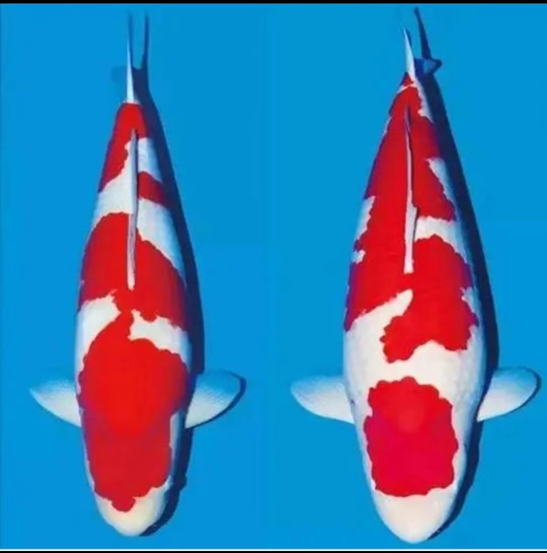  欣鑫2-大鱼 专用锦鲤淡水观赏鱼活体红白大正三色-2