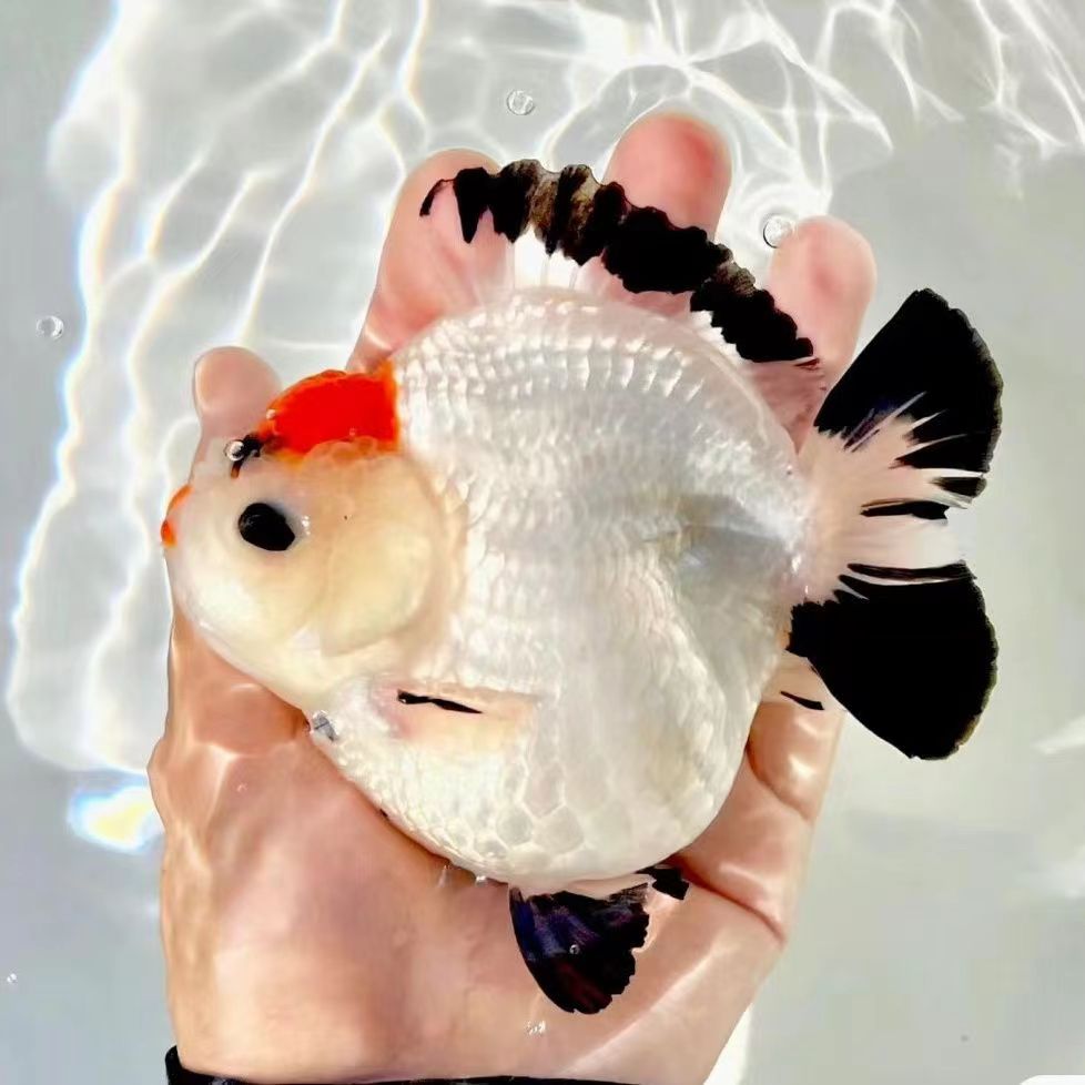 泰狮金鱼；将军金鱼