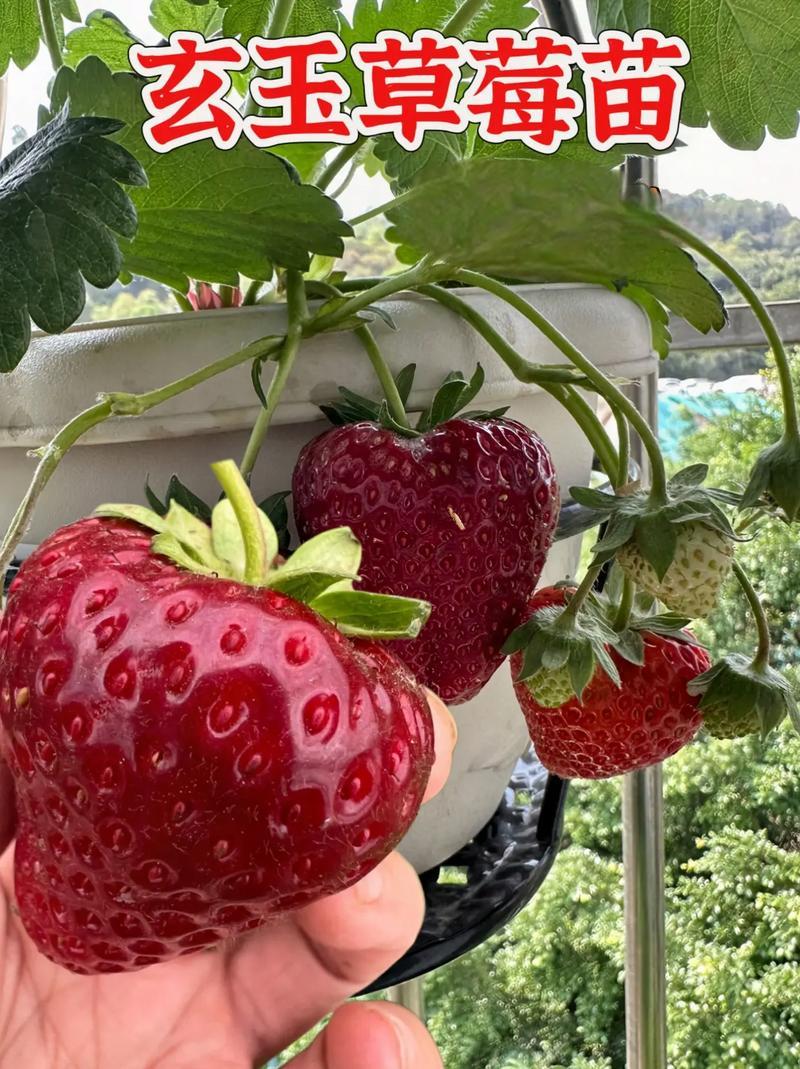红粉白黑四个品种10#黑色育苗杯草莓杯苗阳台种植盆栽根系饱满