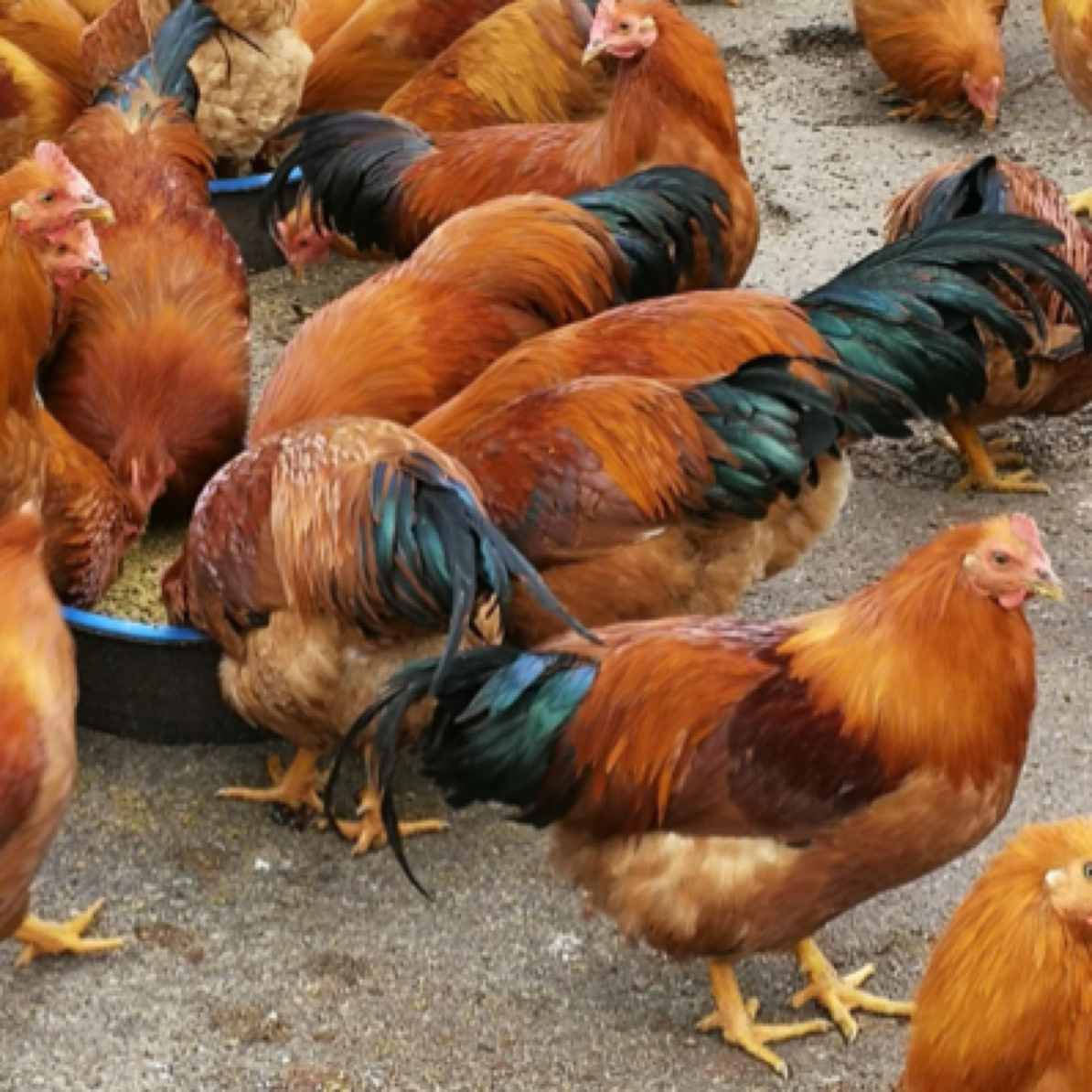 九斤红大脚阉鸡 青年鸡