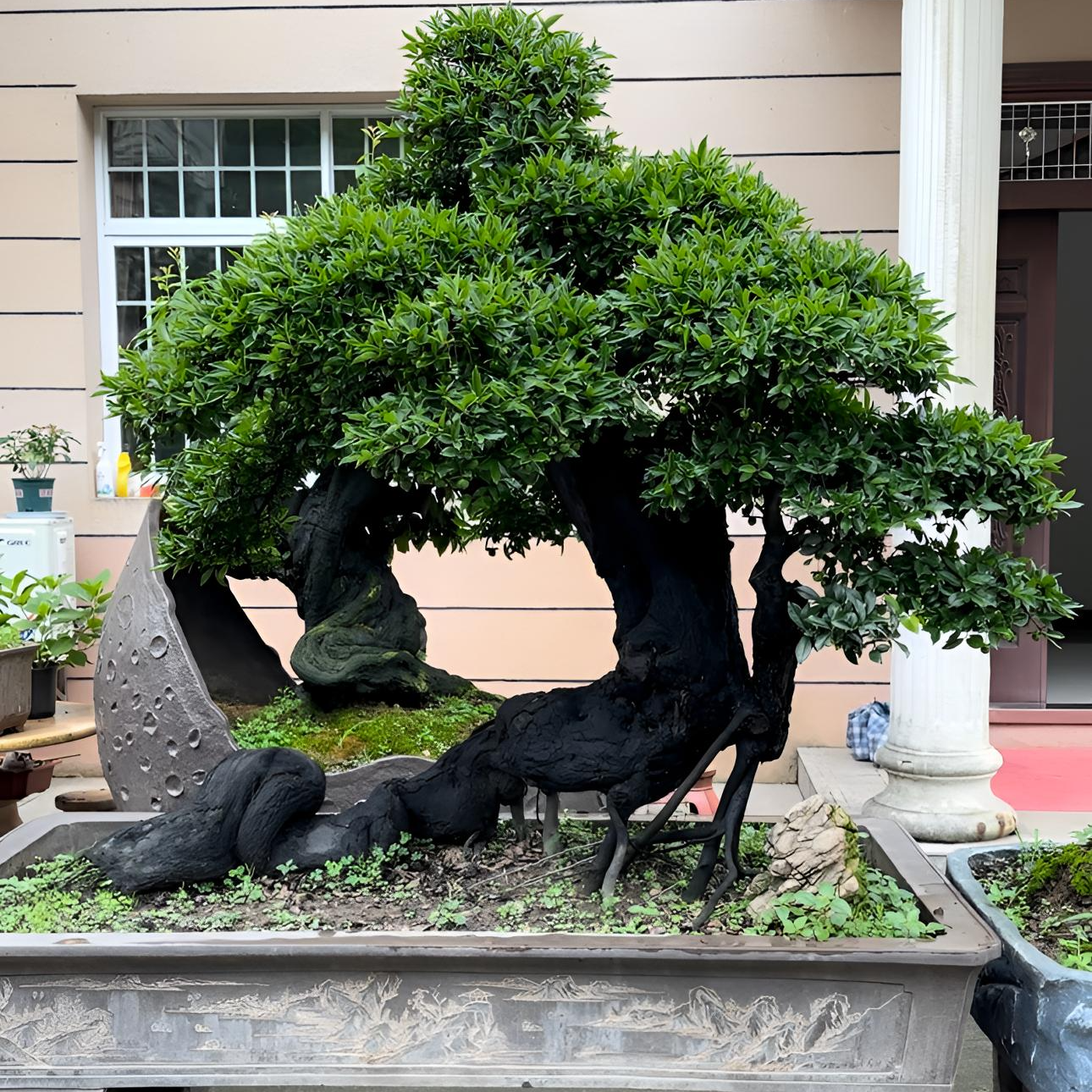 直播间付米用 不支持单拍 金弹子盆景嫁接 