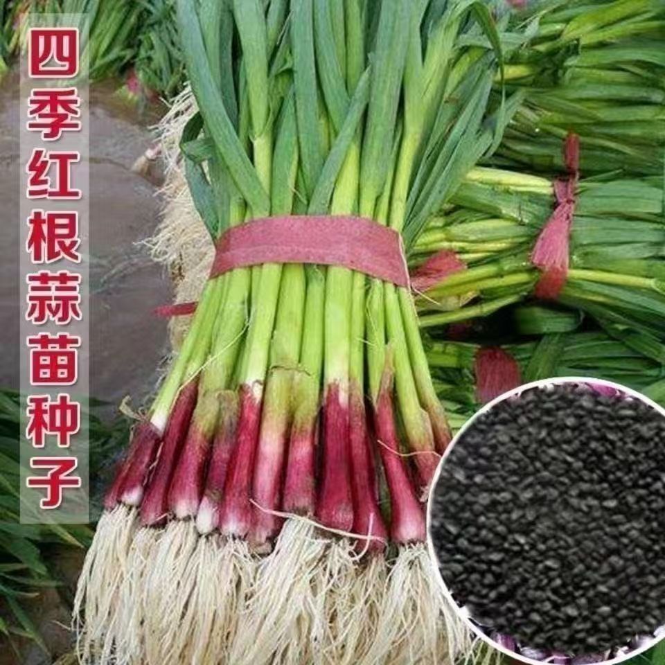 【抢！5.88六包】四季宽叶蒜苗种子四季播种大蒜苗种子阳台盆栽红头