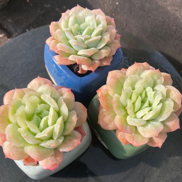 多肉植物 新晋网红泡泡纱裙，小单头规格