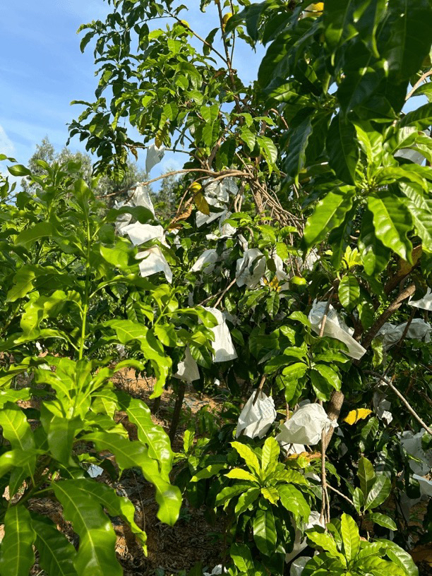 地栽植物直播间一物一拍不支持直接下单