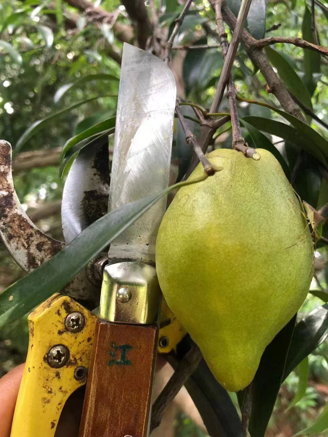 绿植直播间一物一拍广东包邮，不支持直接下单