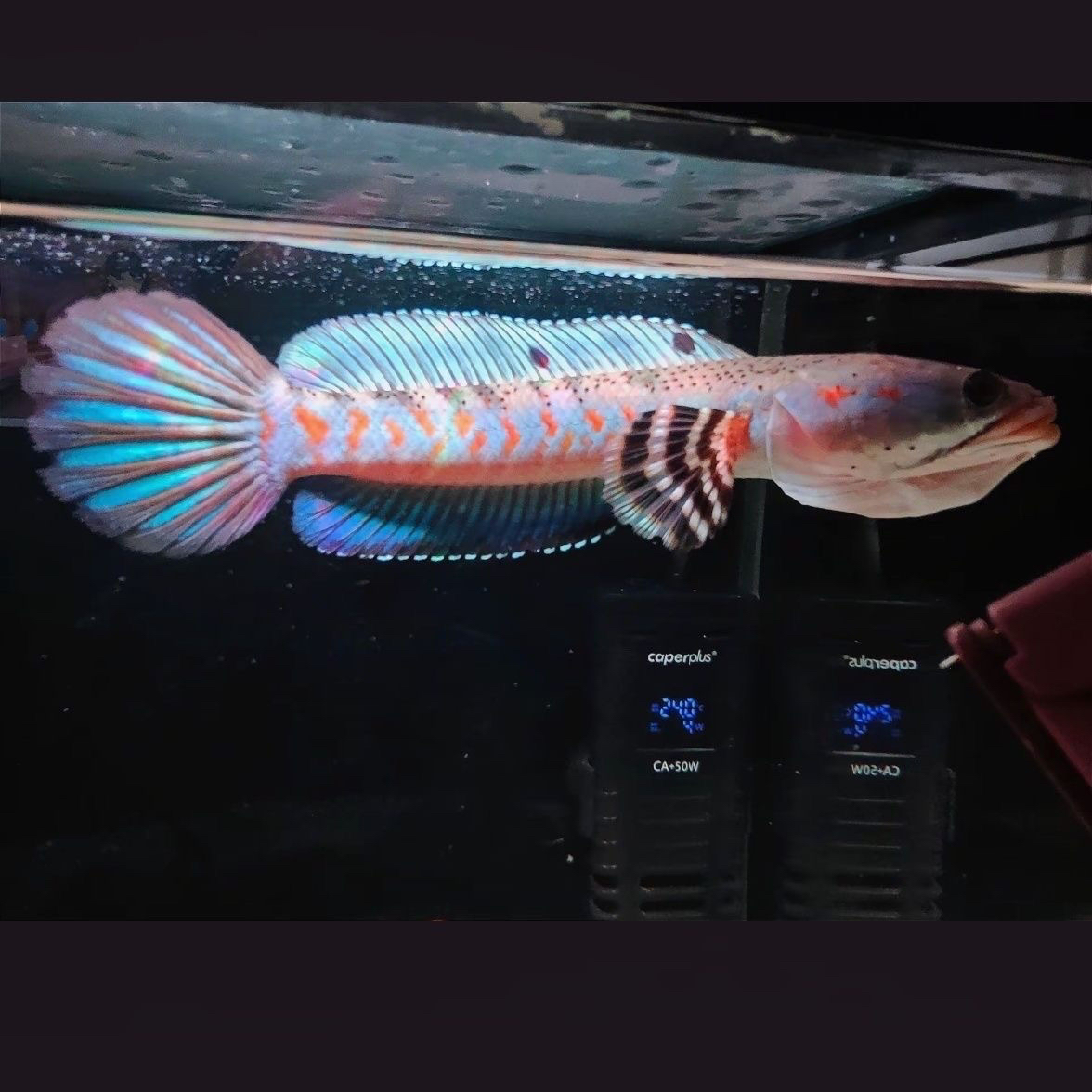 中型凶猛幻红雷龙鱼活体幻彩红宝石热带雷龙发色漂亮互动性网红