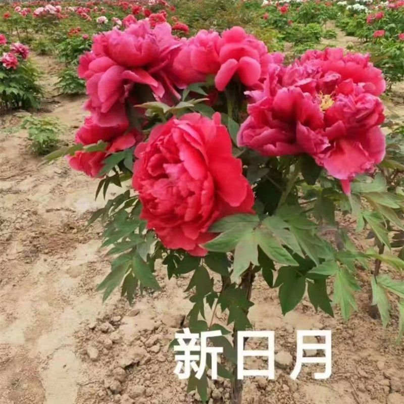 【新日月】正宗重瓣大花牡丹花苗带花苞耐寒易活适合室内外庭院盆栽