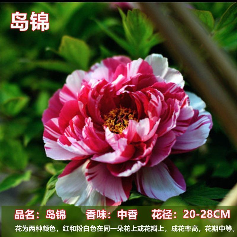 【岛锦】牡丹花苗重瓣大花庭院盆栽地栽花卉生长势强