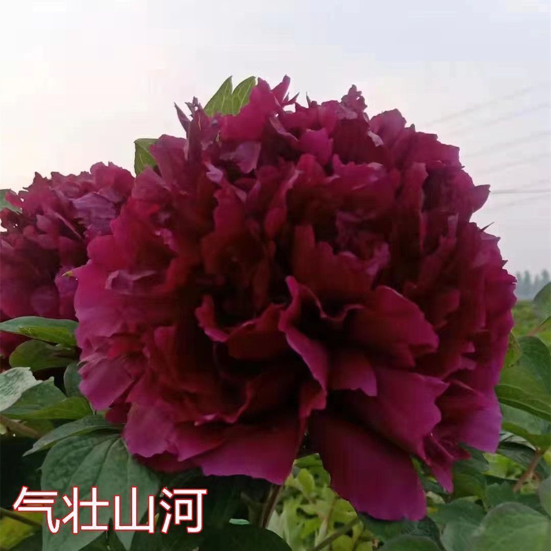 【气壮山河】精品稀有牡丹苗带芽苞发货大花千层观赏佳品