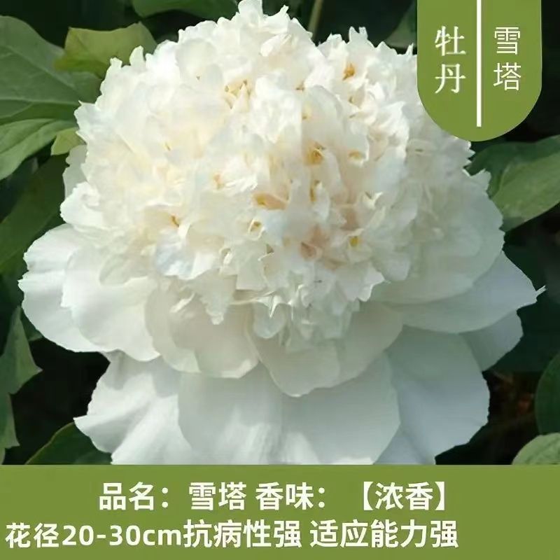 【白雪塔】正宗观赏洛阳牡丹花多层重瓣绿植庭院室内外花卉四季