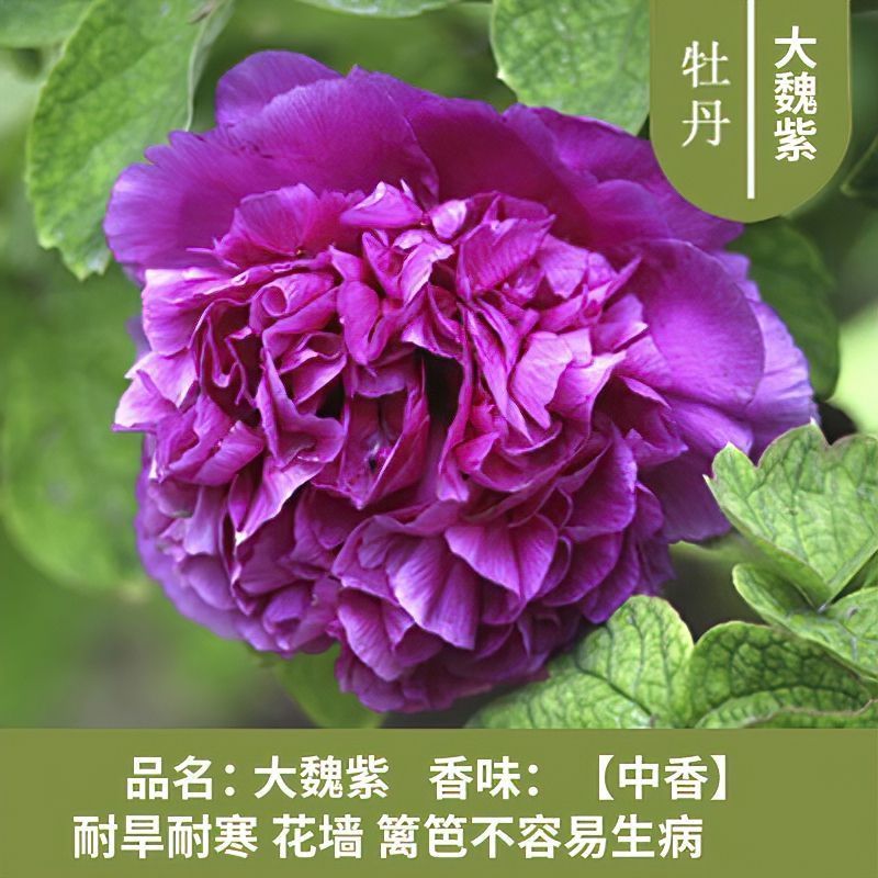 【大魏紫】洛阳正宗观赏重瓣牡丹苗室内外庭院绿植带花芽
