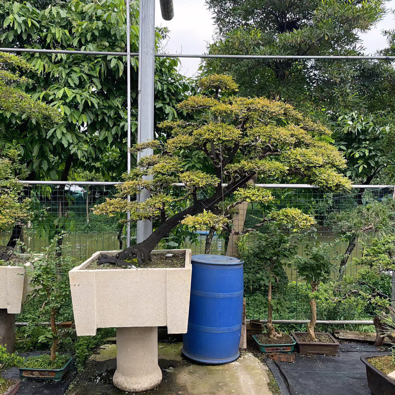 高端紫檀小叶紫檀室内外大盆景植物四季常青鲜活绿植名贵设计造型