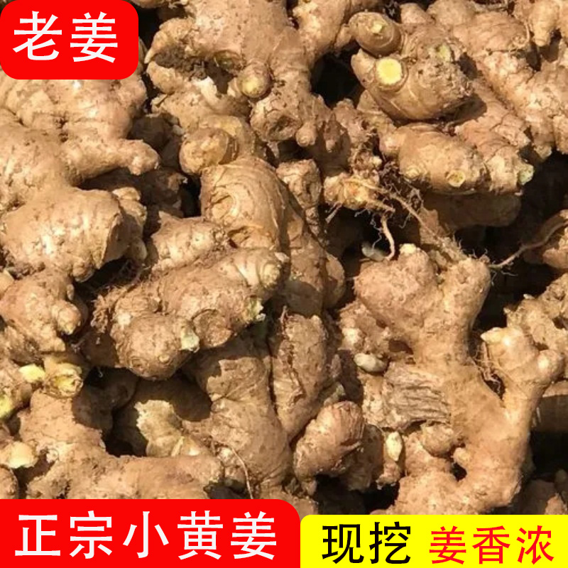 【黔乡小表哥】老姜生姜现挖新鲜生姜小黄姜烹饪老母姜月子姜