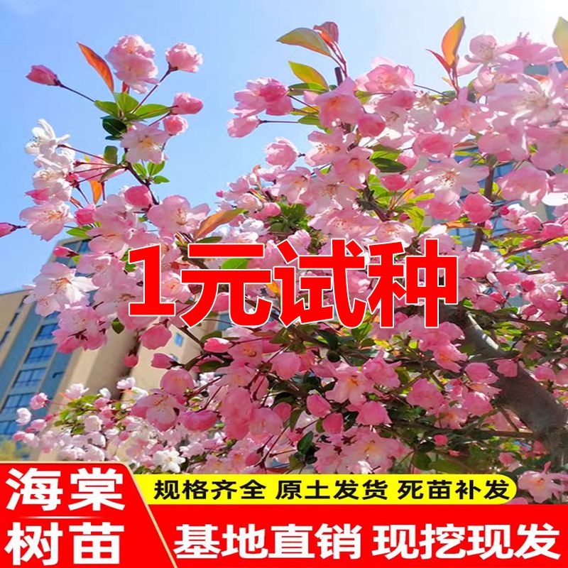 海棠树苗庭院西府垂丝海棠花盆栽地栽大型四季花卉耐寒南北方种植