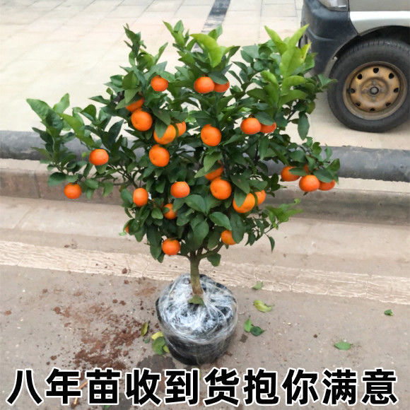 金桔树苗金桔苗小金桔子树盆栽橘子苗地栽食用四季带果室内外果树