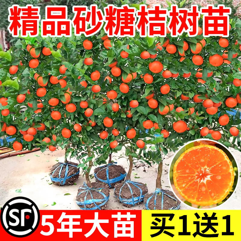 沙糖桔树苗地栽盆栽南方北方种植橘子树苗柑桔果树果苗嫁接砂糖橘