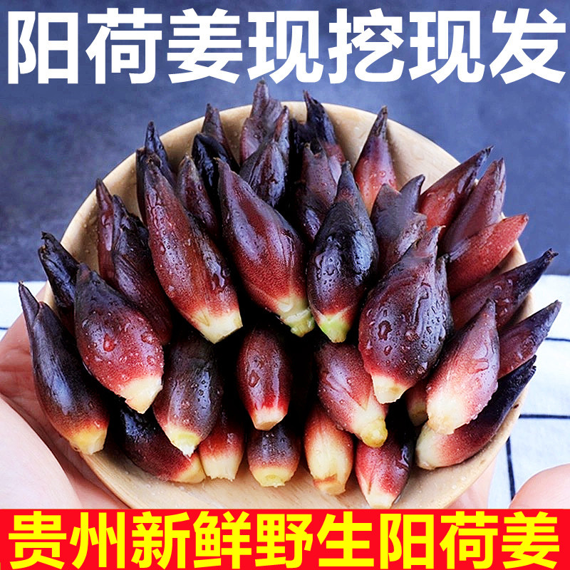 贵州特产洋荷姜新鲜阳荷姜现挖洋霍洋合笋非洋火姜1/5斤包邮