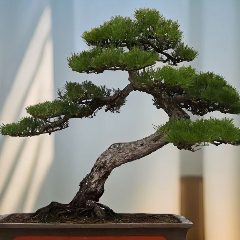 金弹子盆景适合书房，茶室客厅陶瓷搭配高度功能前台品牌适用美化