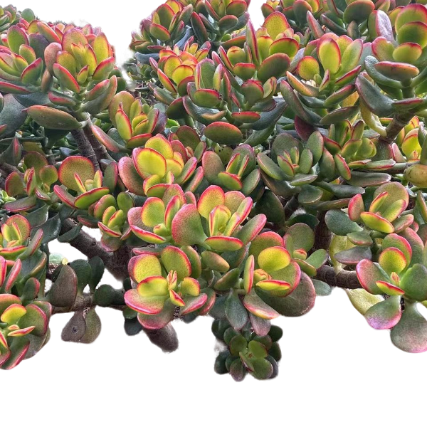 地栽姬红花月新手必拍 好看好养 多肉植物云南昆明发货室内