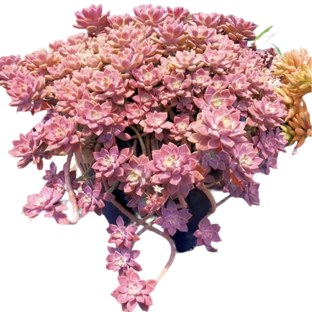 阿伦培新手好看好养 多肉植物室内带土上盆种植小苗