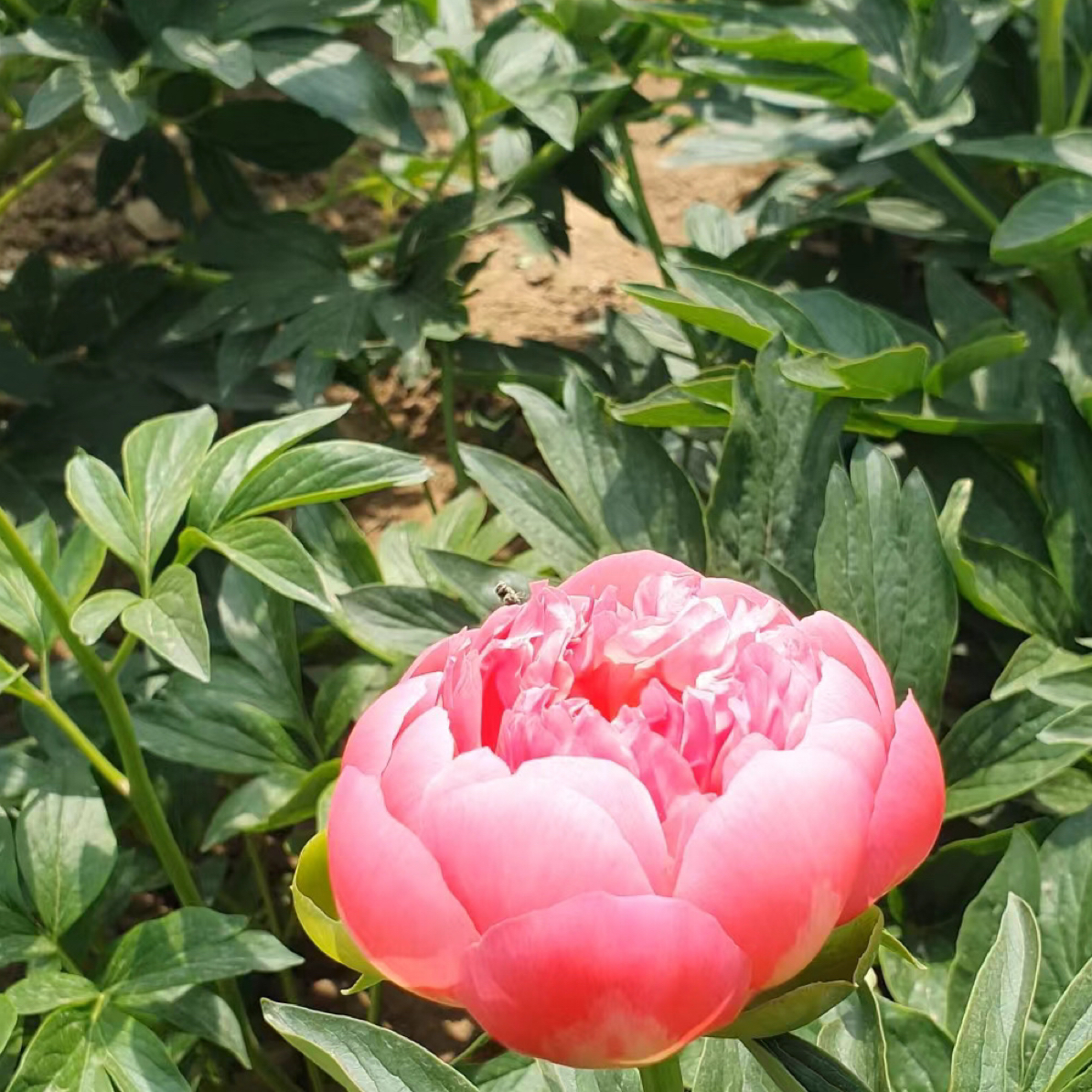 【珊瑚粉】精品重瓣芍药花中早期花苗桃红色观赏