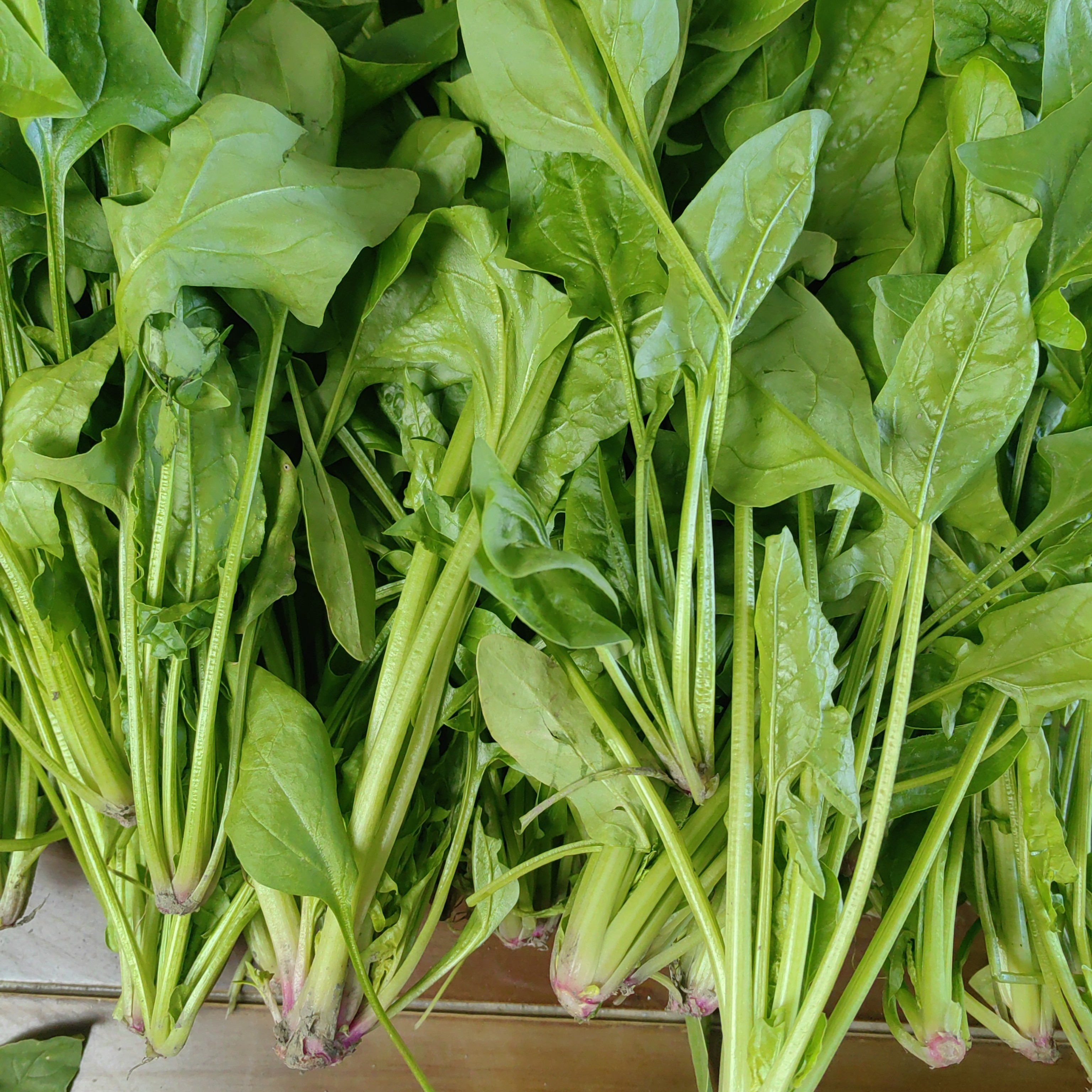 【红根菠菜顺丰】农家自种露天新鲜菠菜现采现发红根菠菜顺丰包邮