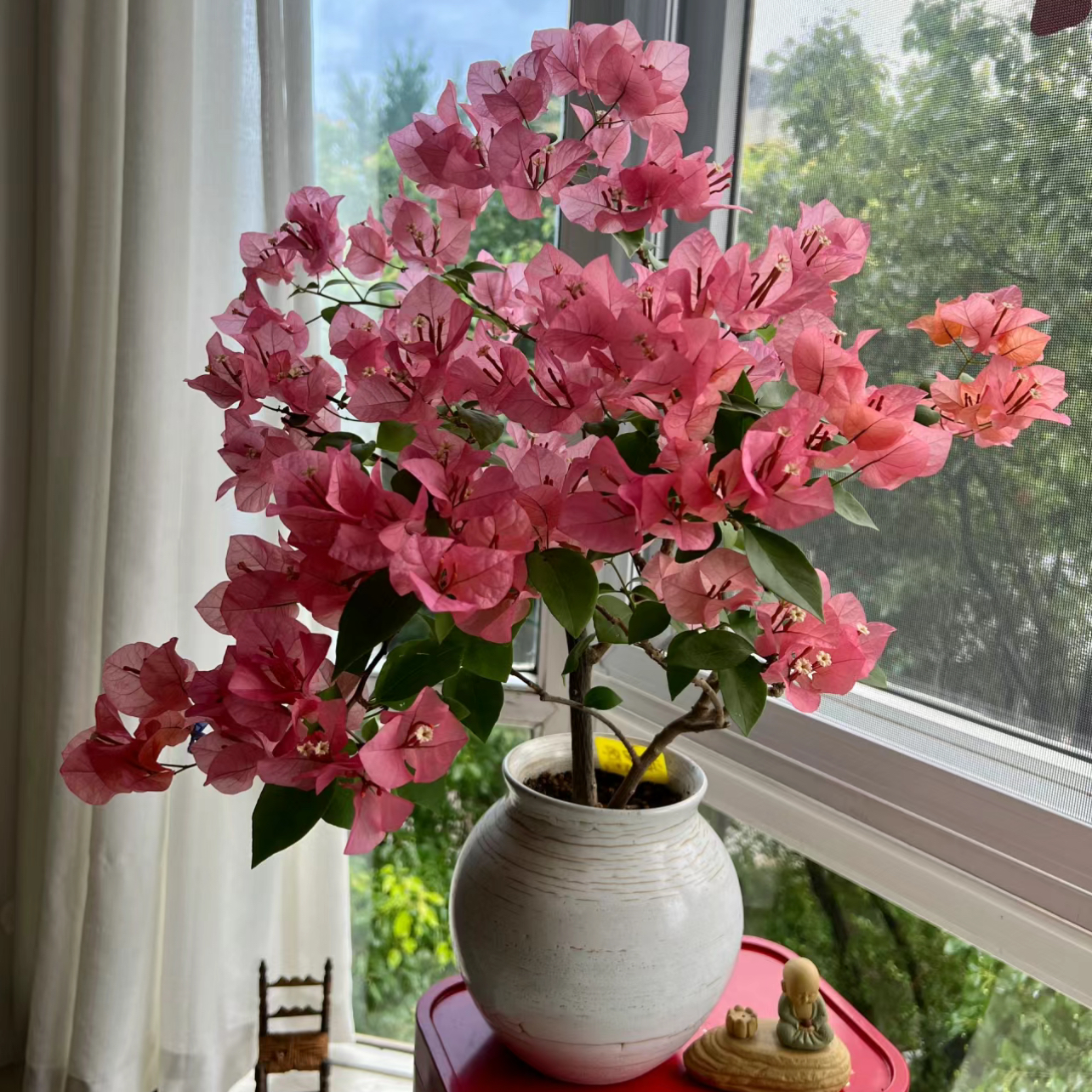 【一物一拍】三角梅红缨绿樱不甜卡亚塔勤花好养爬藤老桩苗四季开花