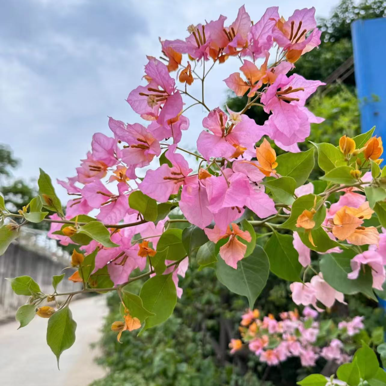 【变色龙】三角梅一物一拍勤花爆花品种三色渐变花卉绿植