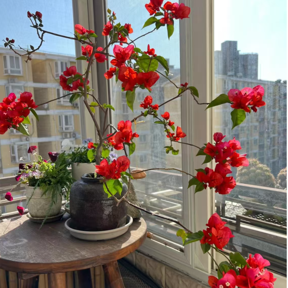 【中国红】同安红三角梅直播间一物一拍勤花品种四季开花好养