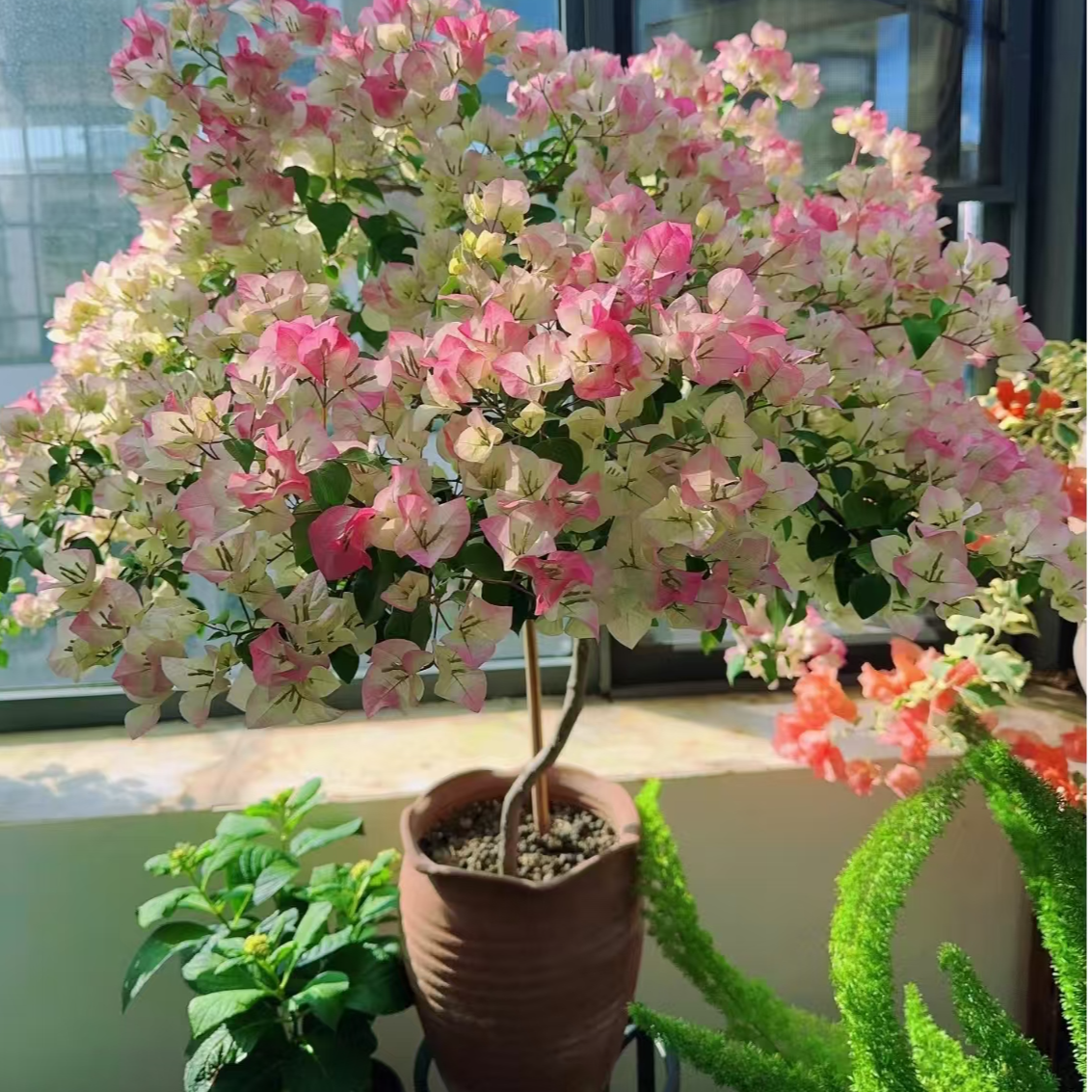 绿樱三角梅美女樱花四季开花勤花爬藤植物