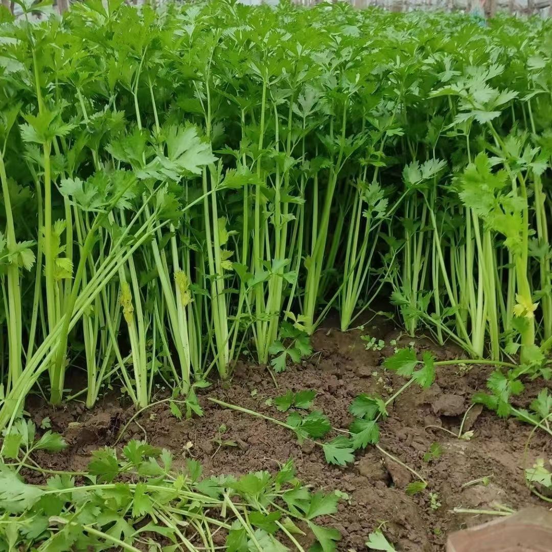 顺丰送上门！新鲜小香芹农家自种芹菜苏北药芹非水芹西芹应季蔬菜
