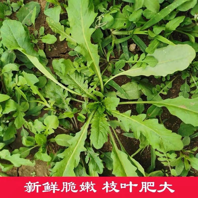 顺丰次日达！新鲜露天荠菜现挖现发可包饺子馄饨