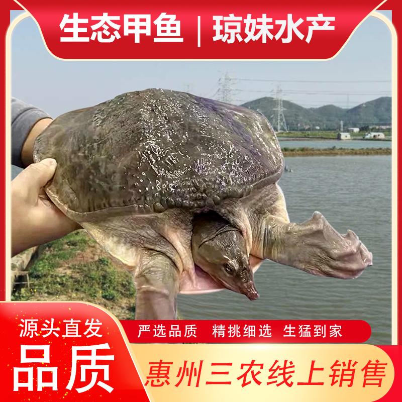 顺丰6.5斤特大甲鱼水库放养 老鳖 水鱼 团鱼 珍珠鱼 鲜活包邮包活