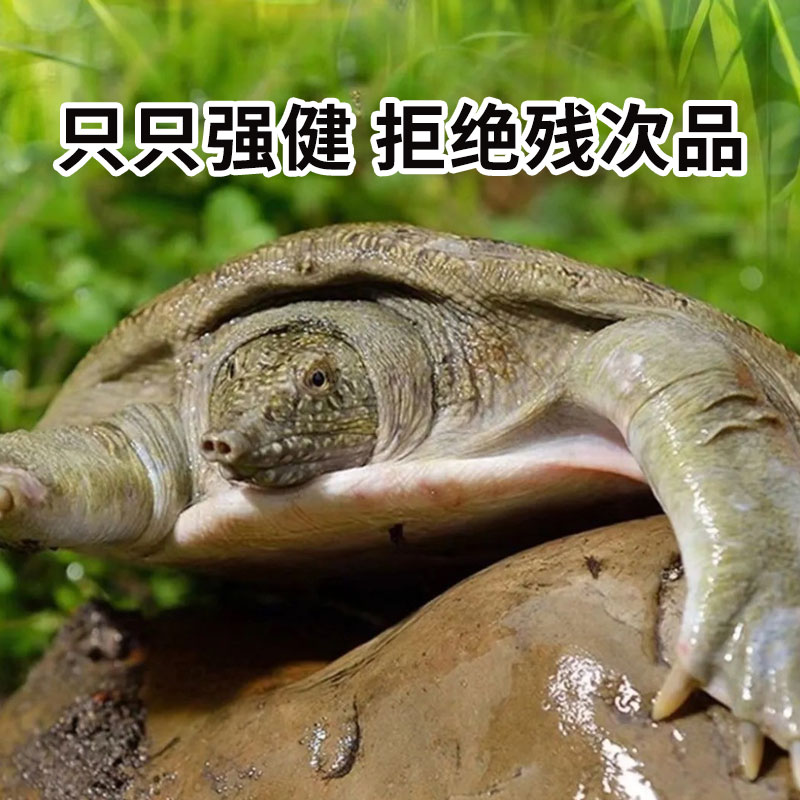 3.0斤组合 水库生态放养青花甲鱼活体鳖团鱼水鱼火锅鲜活新鲜发货