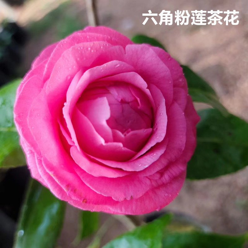 六角粉莲茶花盆栽粉红色山茶花树苗大苗庭院阳台花卉四季绿植