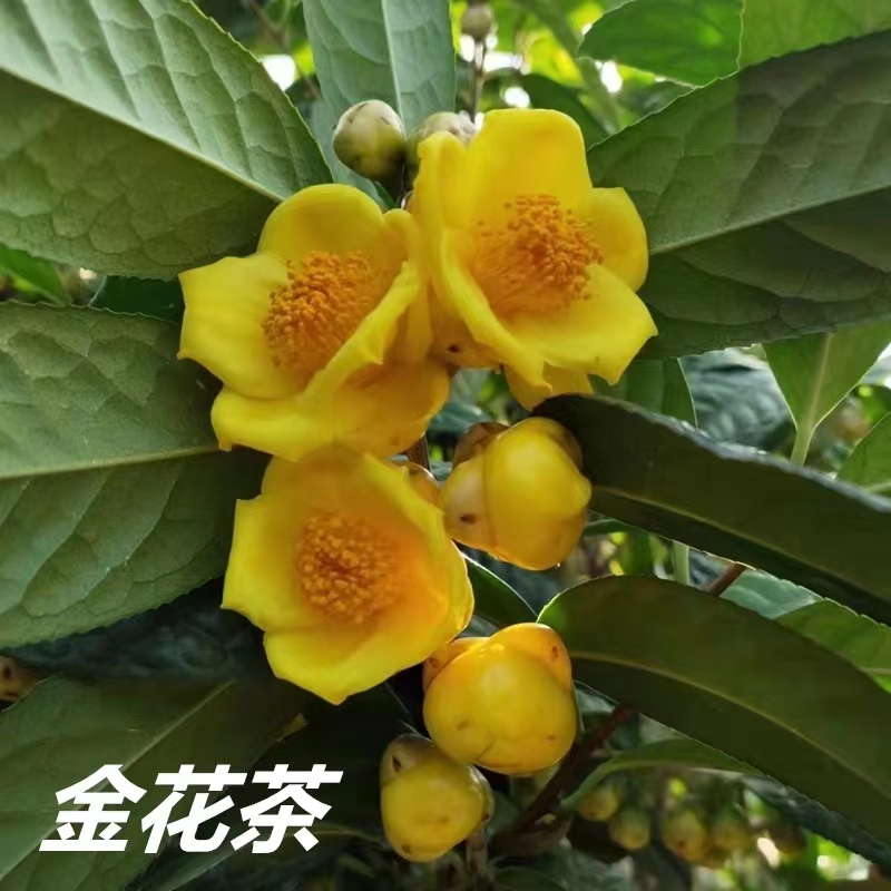 防城金花茶黄尊蜡皮金花茶盆栽树苗四季阳台花卉好养室内绿植精选
