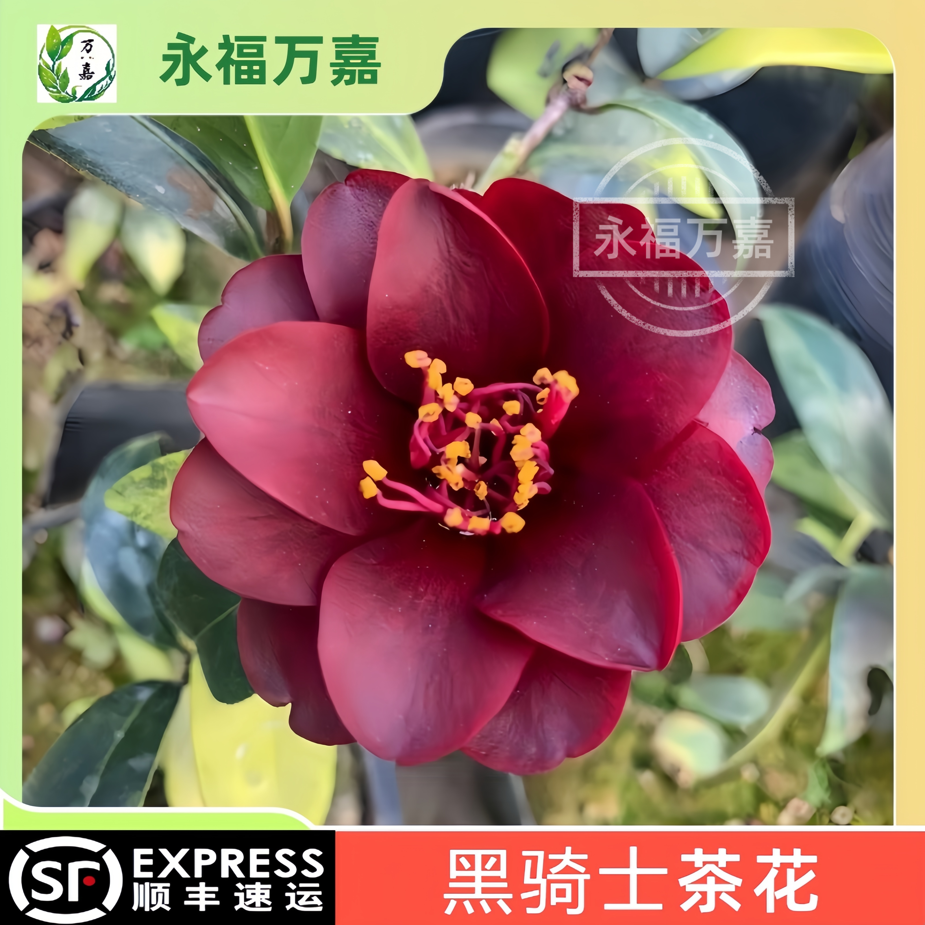 黑骑士茶花树苗盆栽名贵品种山茶花室内室外阳台好养花卉植物