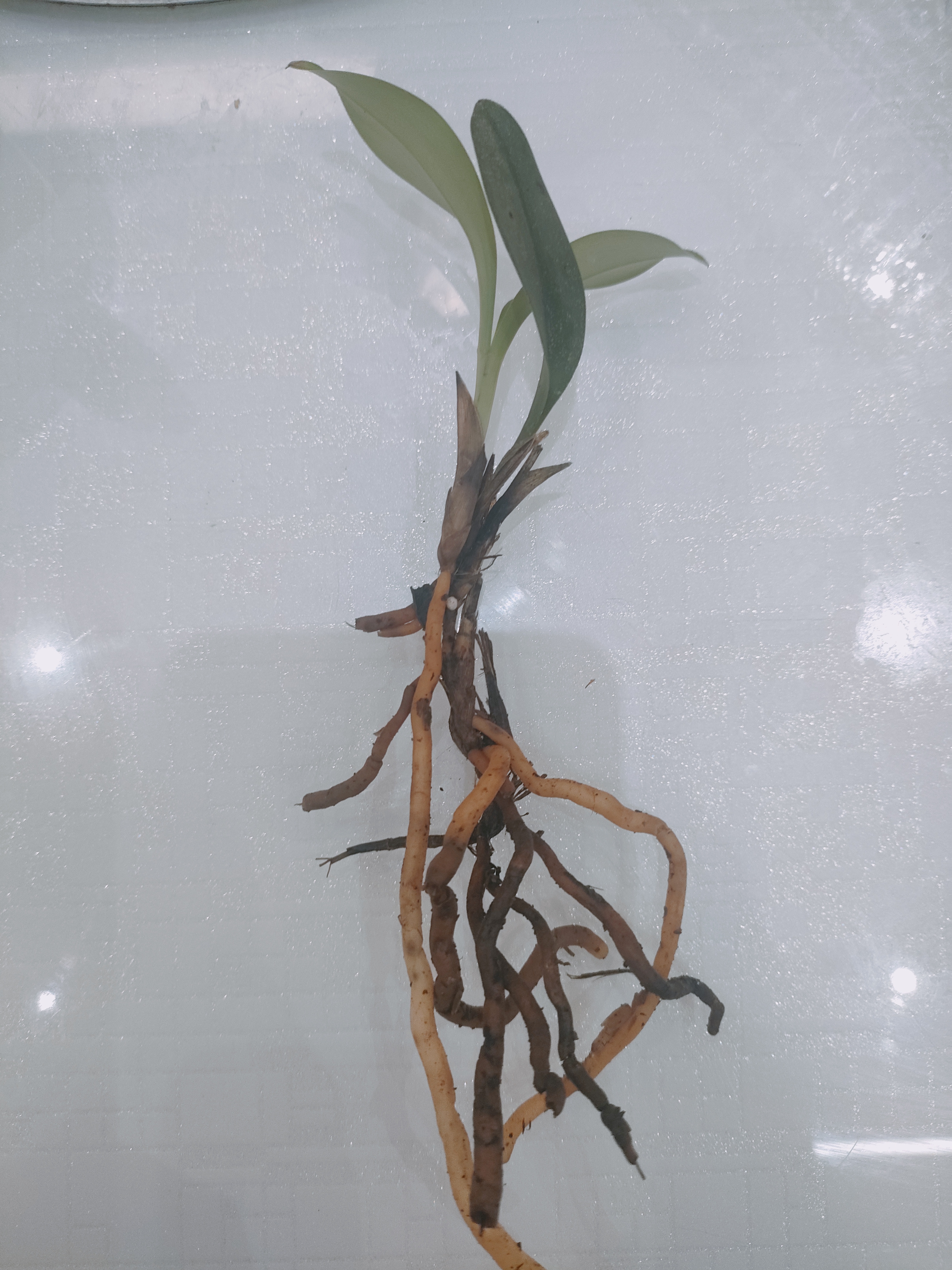 春兰蕙兰四季兰秋芝送春绿兰兔耳兰